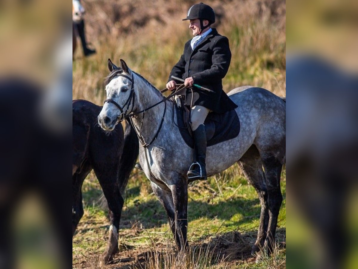 Caballo de deporte irlandés Yegua 8 años 158 cm Tordo in Leitrim