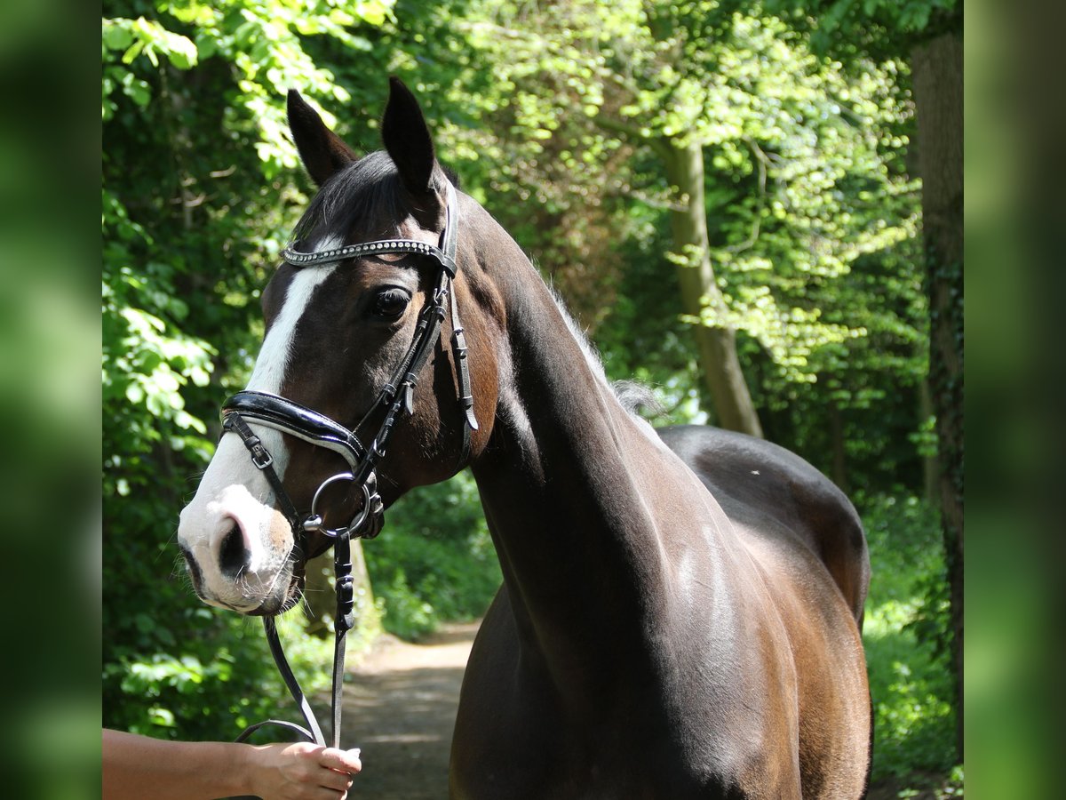 Caballo de deporte irlandés Yegua 8 años 160 cm Morcillo in Wachtendonk