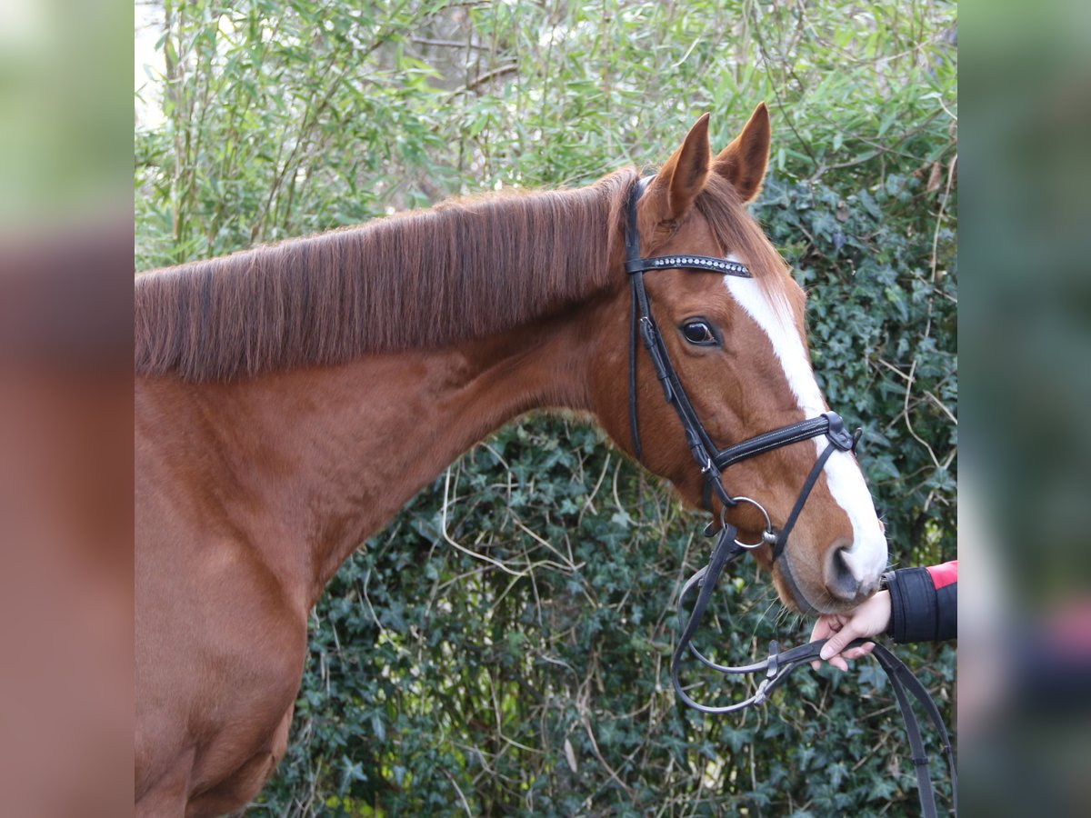 Caballo de deporte irlandés Yegua 8 años 165 cm Alazán-tostado in Nettetal