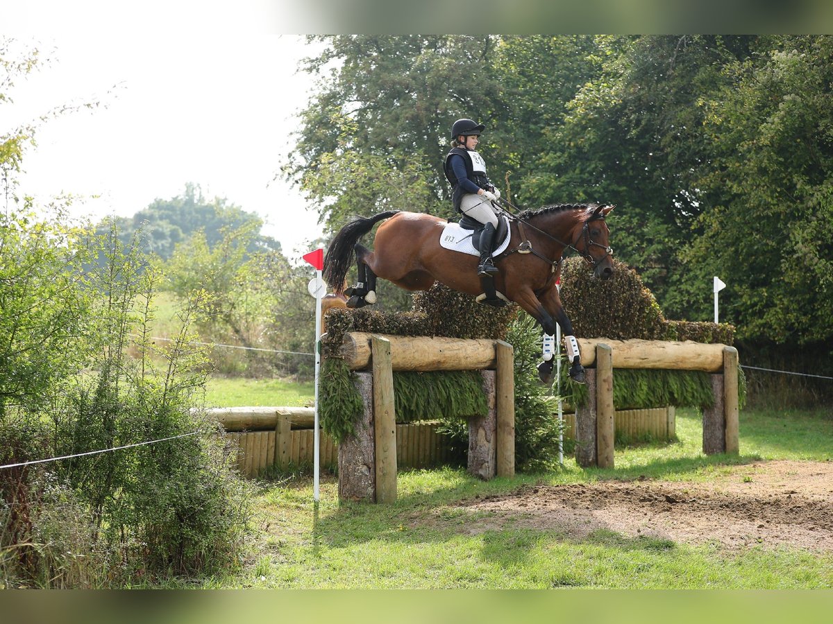 Caballo de deporte irlandés Yegua 8 años 165 cm Castaño in Hanstedt