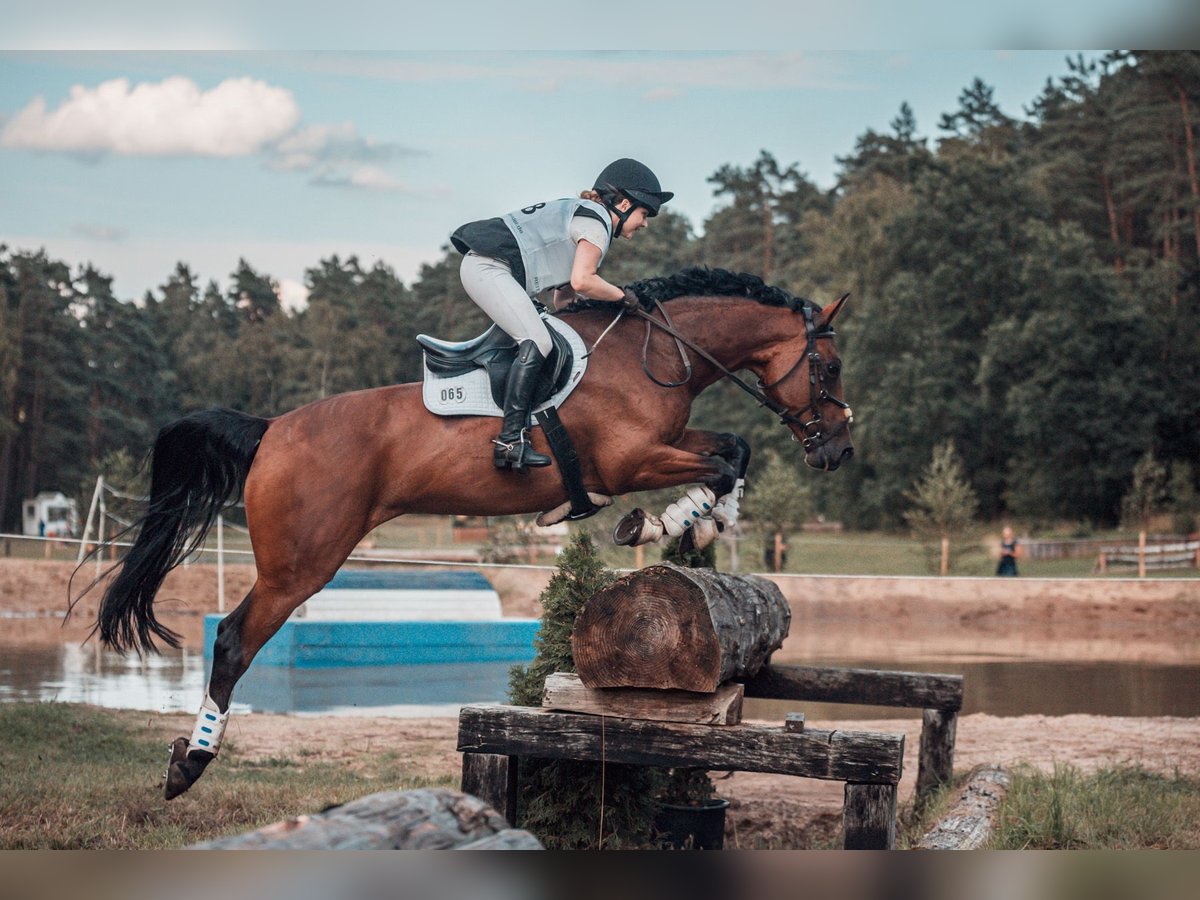 Caballo de deporte irlandés Yegua 8 años 165 cm Castaño in Hanstedt