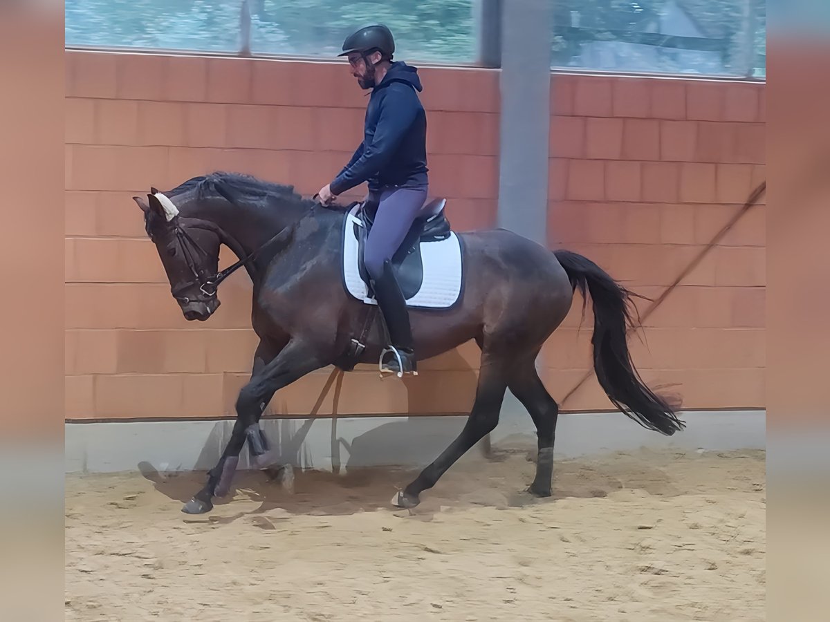 Caballo de deporte irlandés Yegua 8 años 165 cm Castaño in Lage