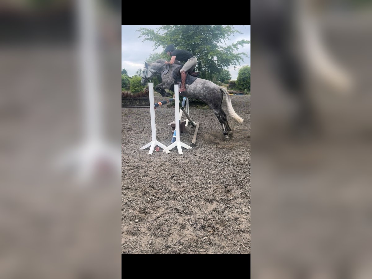 Caballo de deporte irlandés Yegua 8 años 165 cm Tordo in Klikenny