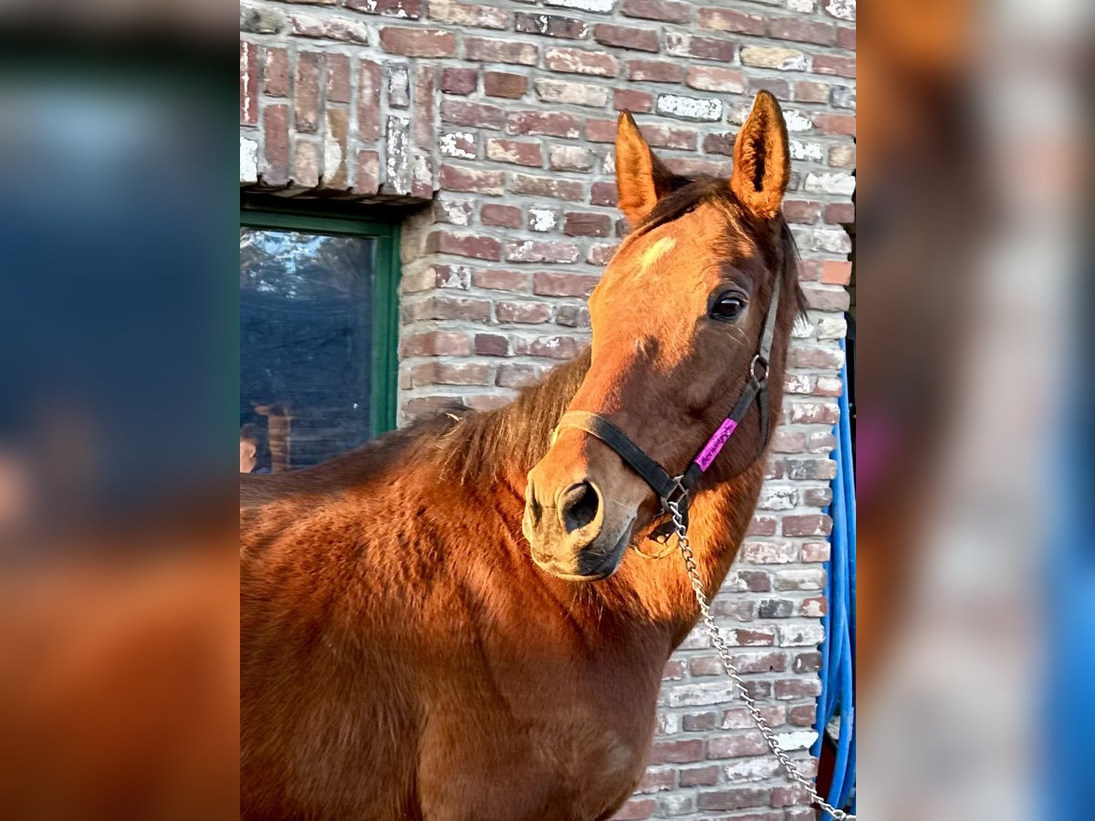 Caballo de deporte irlandés Yegua 8 años 170 cm Castaño in Grevenbroich