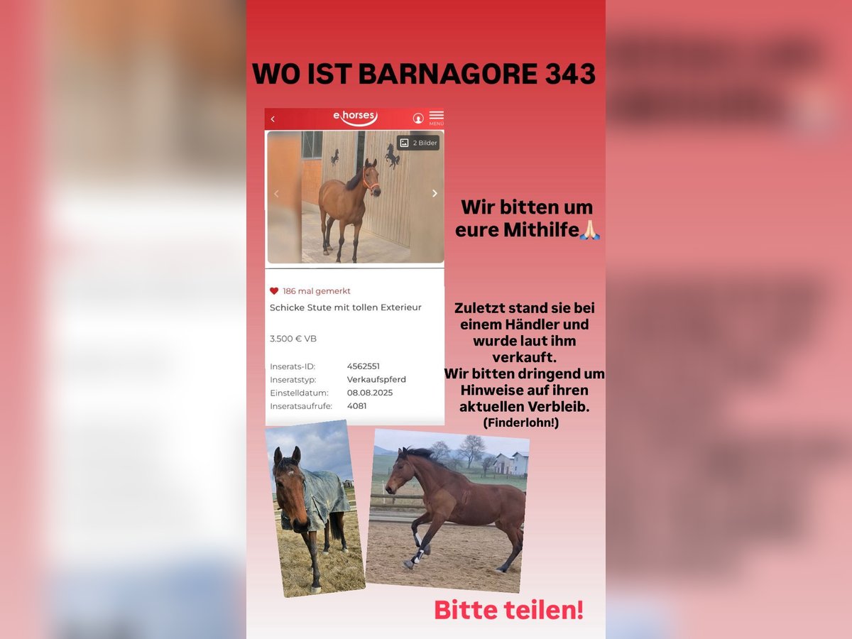 Caballo de deporte irlandés Mestizo Yegua 8 años Castaño in Kassel Caballo de deporte irlandés Mestizo Yegua 8 años Castaño in Kassel