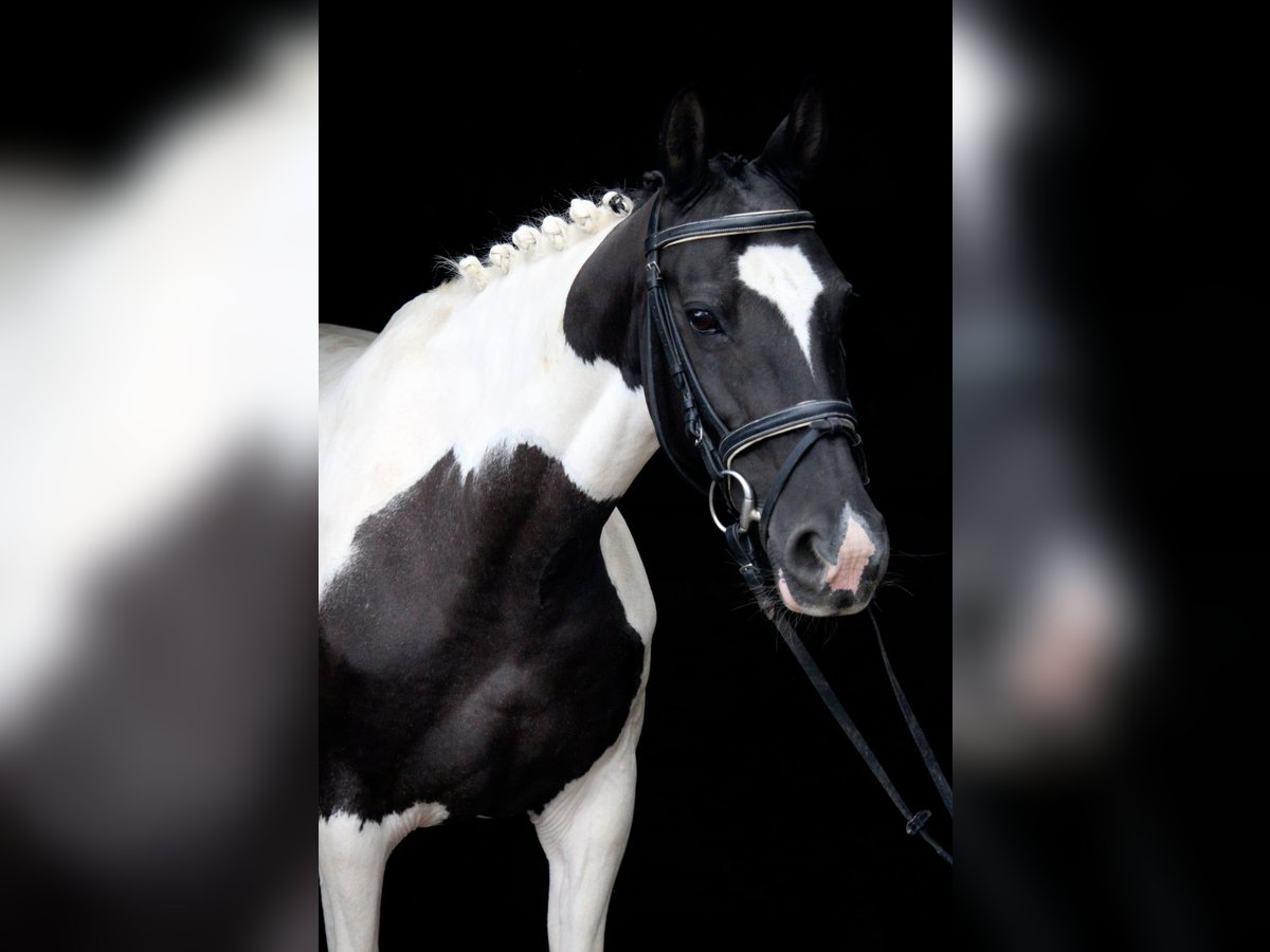 Caballo de deporte irlandés Yegua 9 años 147 cm Pío in Wijk en Aalburg