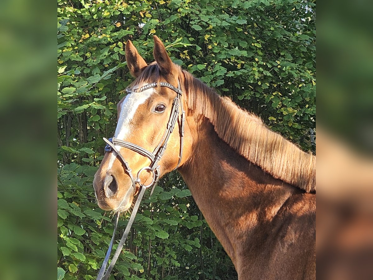 Caballo de deporte irlandés Yegua 9 años 160 cm Alazán in Nettetal