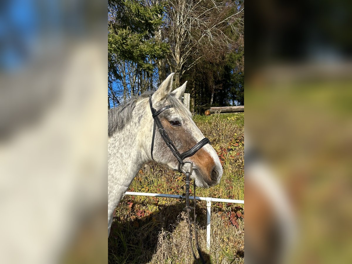 Caballo de deporte irlandés Yegua 9 años 160 cm Tordo in Pelmberg