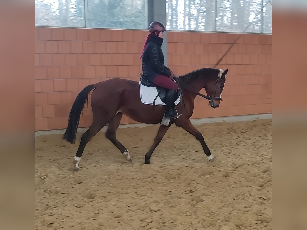 Caballo de deporte irlandés Yegua 9 años 163 cm Castaño in Lage