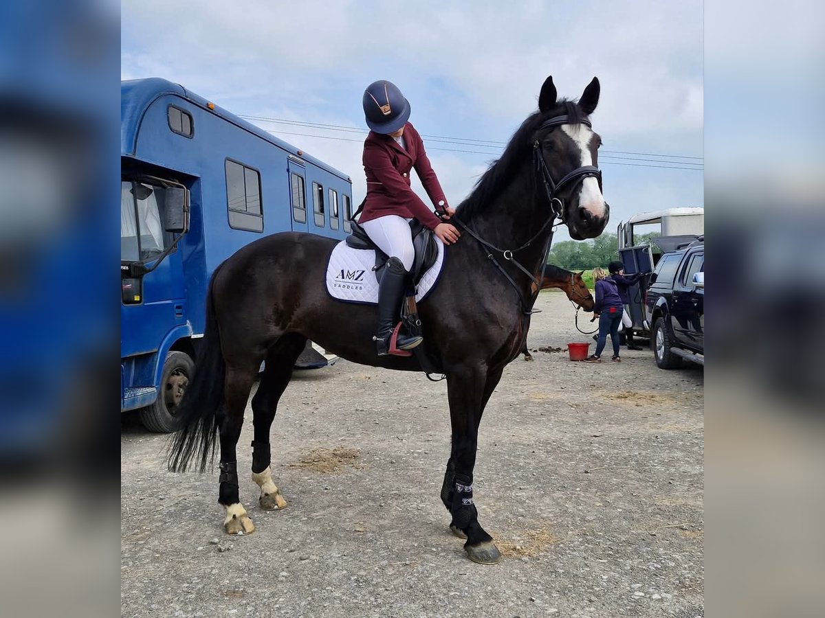 Caballo de deporte irlandés Yegua 9 años 163 cm Castaño oscuro in Belfast
