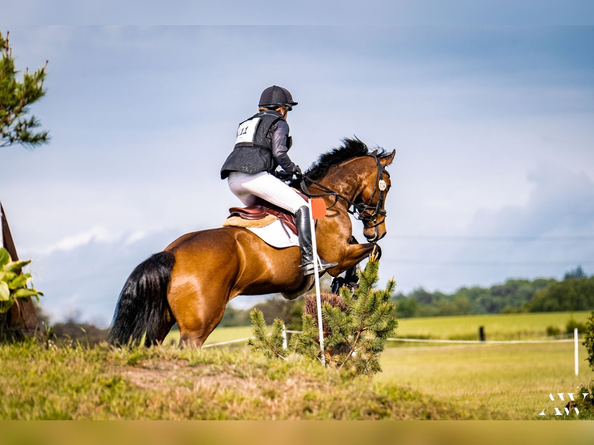 Caballo de deporte irlandés Yegua 9 años 165 cm Castaño in Luhmühlen