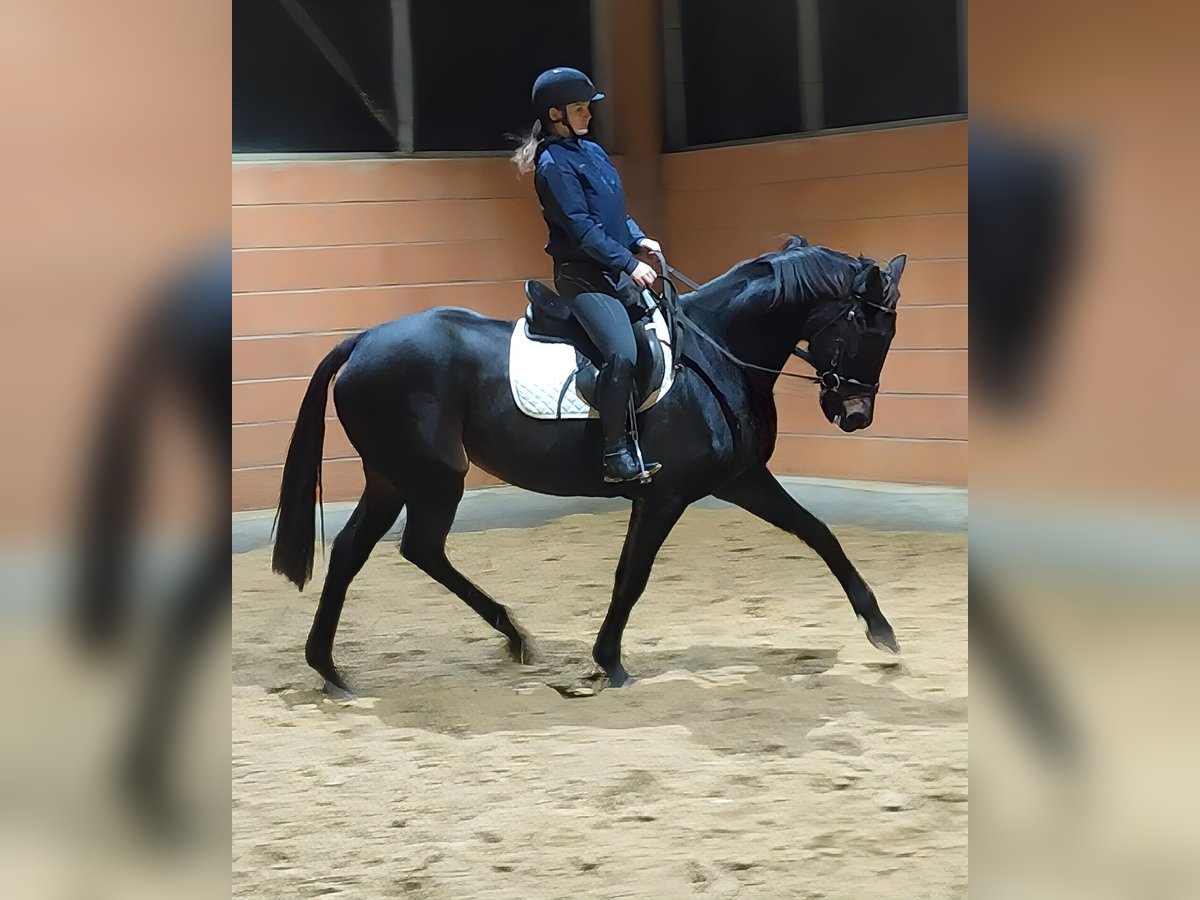 Caballo de deporte irlandés Yegua 9 años 168 cm Morcillo in Lage
