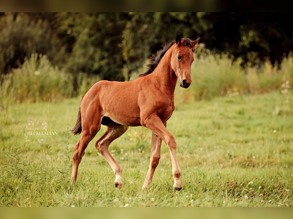 Caballo de deporte irlandés Mestizo Yegua Potro (05/2024) Castaño in Katzenelnbogen