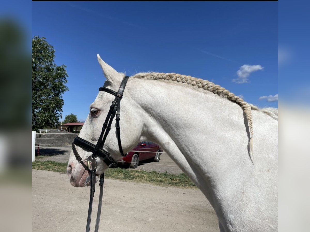 Caballo de deporte portugués Mestizo Caballo castrado 13 años 158 cm Cremello in San Sebastian De Los Reyes