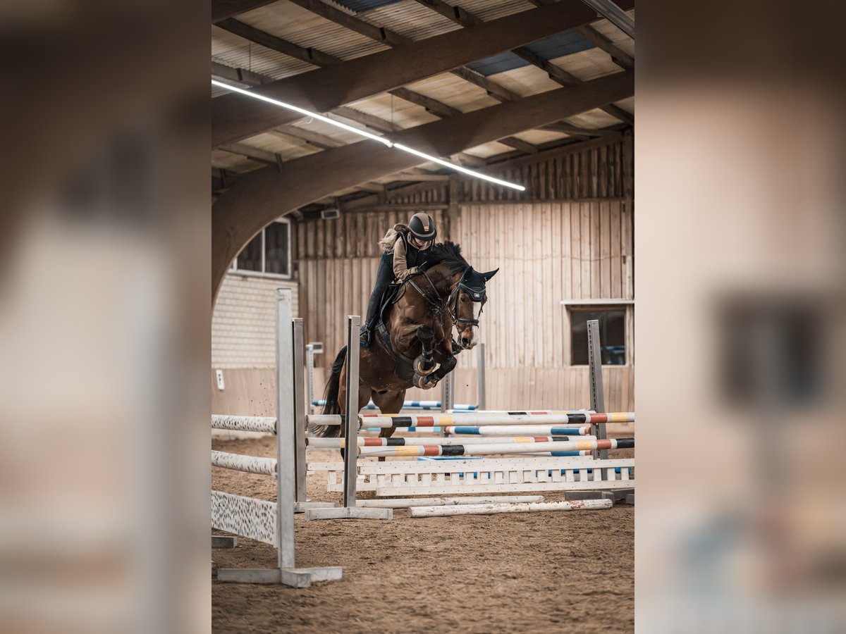 Caballo de deporte portugués Caballo castrado 15 años 167 cm Castaño in Nürnberg