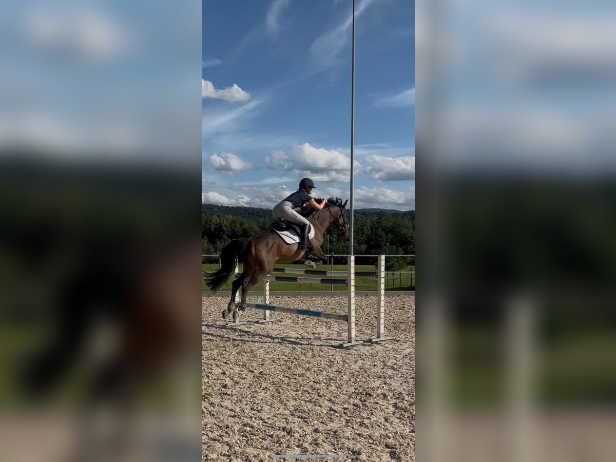Caballo de deporte portugués Caballo castrado 7 años 153 cm Castaño in Oberb&#xFC;ren