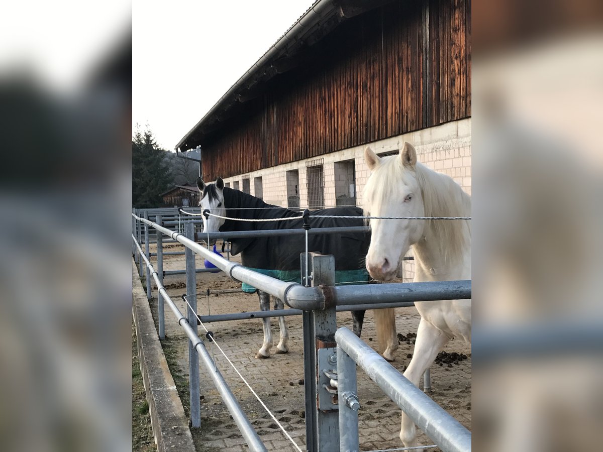 Caballo de deporte portugués Mestizo Semental 11 años 155 cm Cremello in Kupferzell