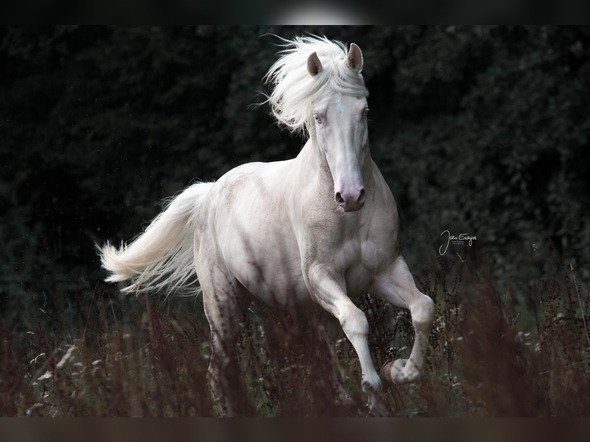 Caballo de deporte portugués Mestizo Semental 11 años 160 cm Cremello in Kupferzell