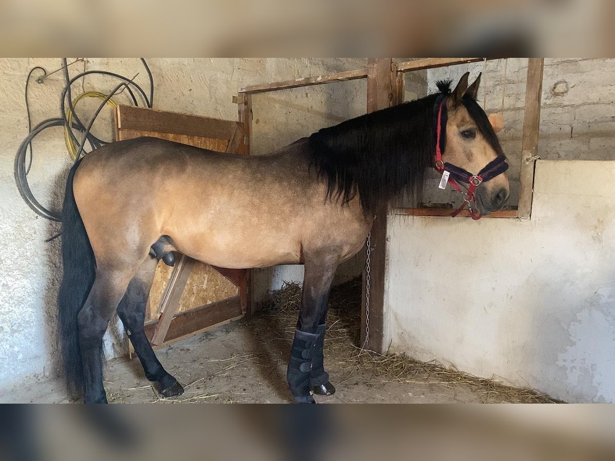 Caballo de deporte portugués Semental 12 años Castaño in Bitonto