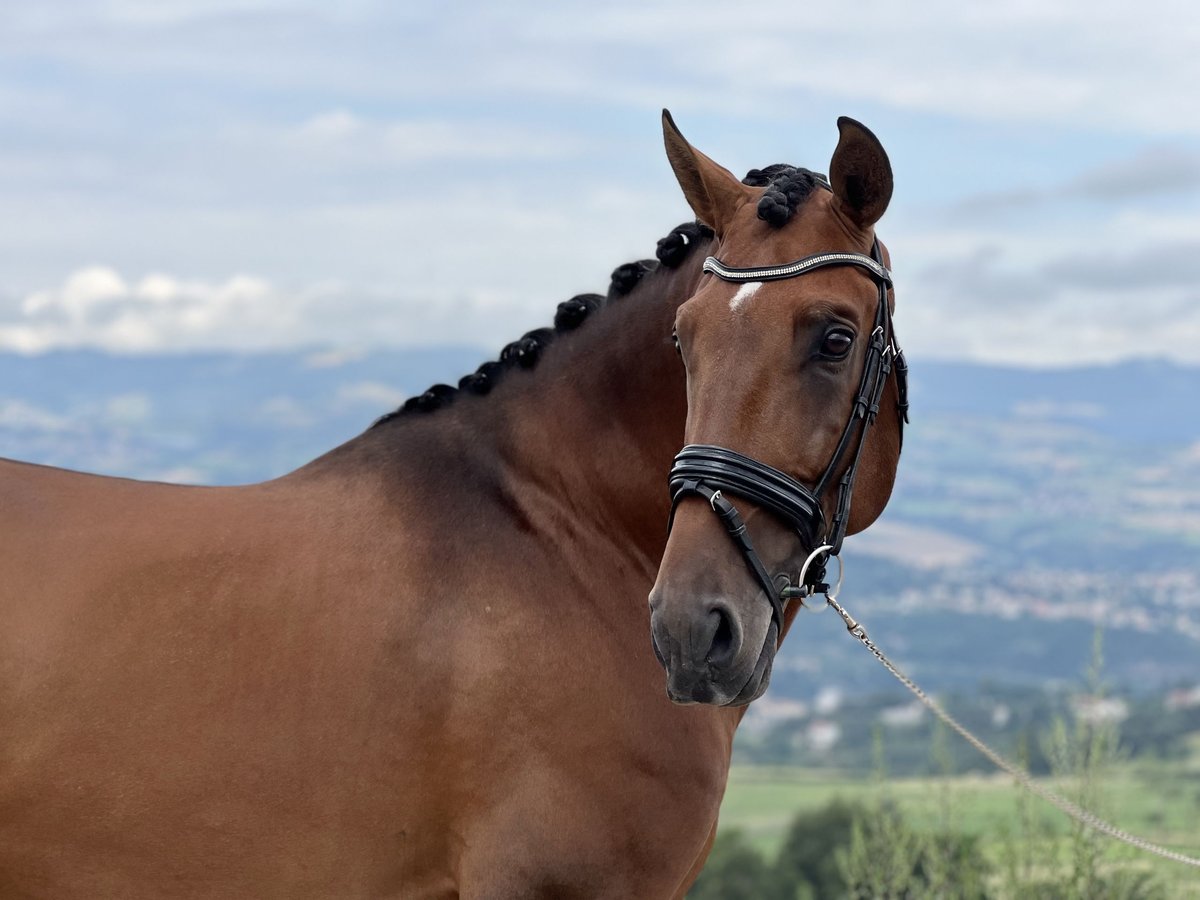 Caballo de deporte portugués Semental 7 años 170 cm Castaño in Montbrison