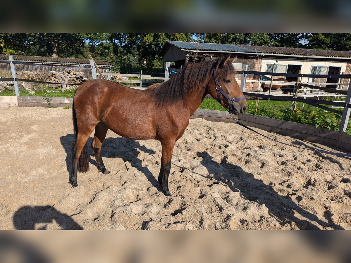 Caballo de deporte portugués Yegua 2 años Castaño in Bohmte