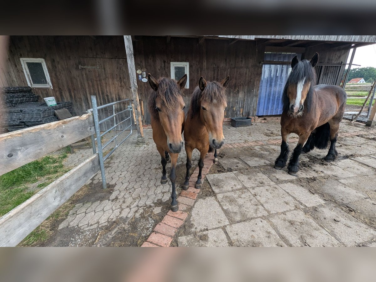 Caballo de deporte portugués Yegua 3 años 135 cm Castaño in Bohmte