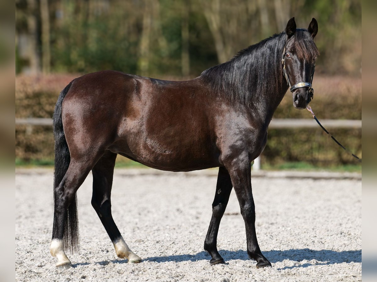 Caballo de deporte portugués Mestizo Yegua 7 años 160 cm Negro in Neustadt (Wied)