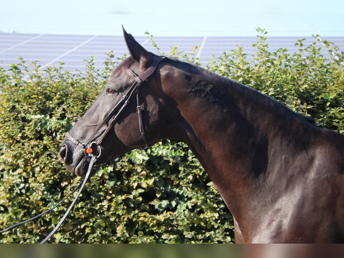 Caballo de deporte portugués Yegua 9 años 168 cm Negro in Lausanne