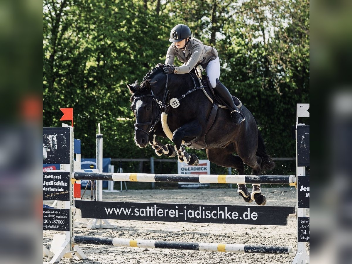Caballo de equitación alemán pequeño Caballo castrado 15 años 164 cm Negro in Isernhagen