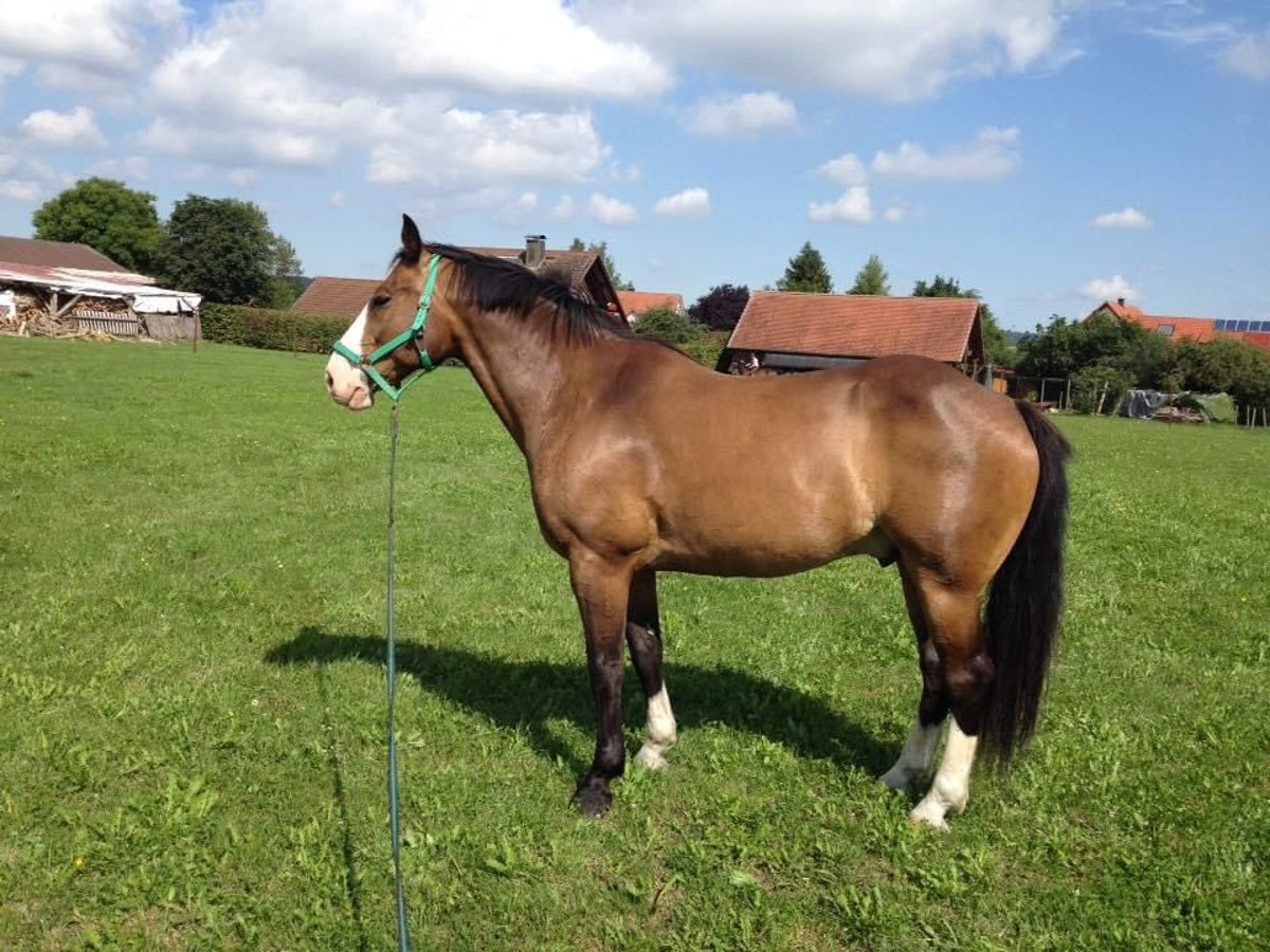 Caballo de equitación alemán pequeño Mestizo Caballo castrado 17 años 162 cm Castaño in Wörnitz