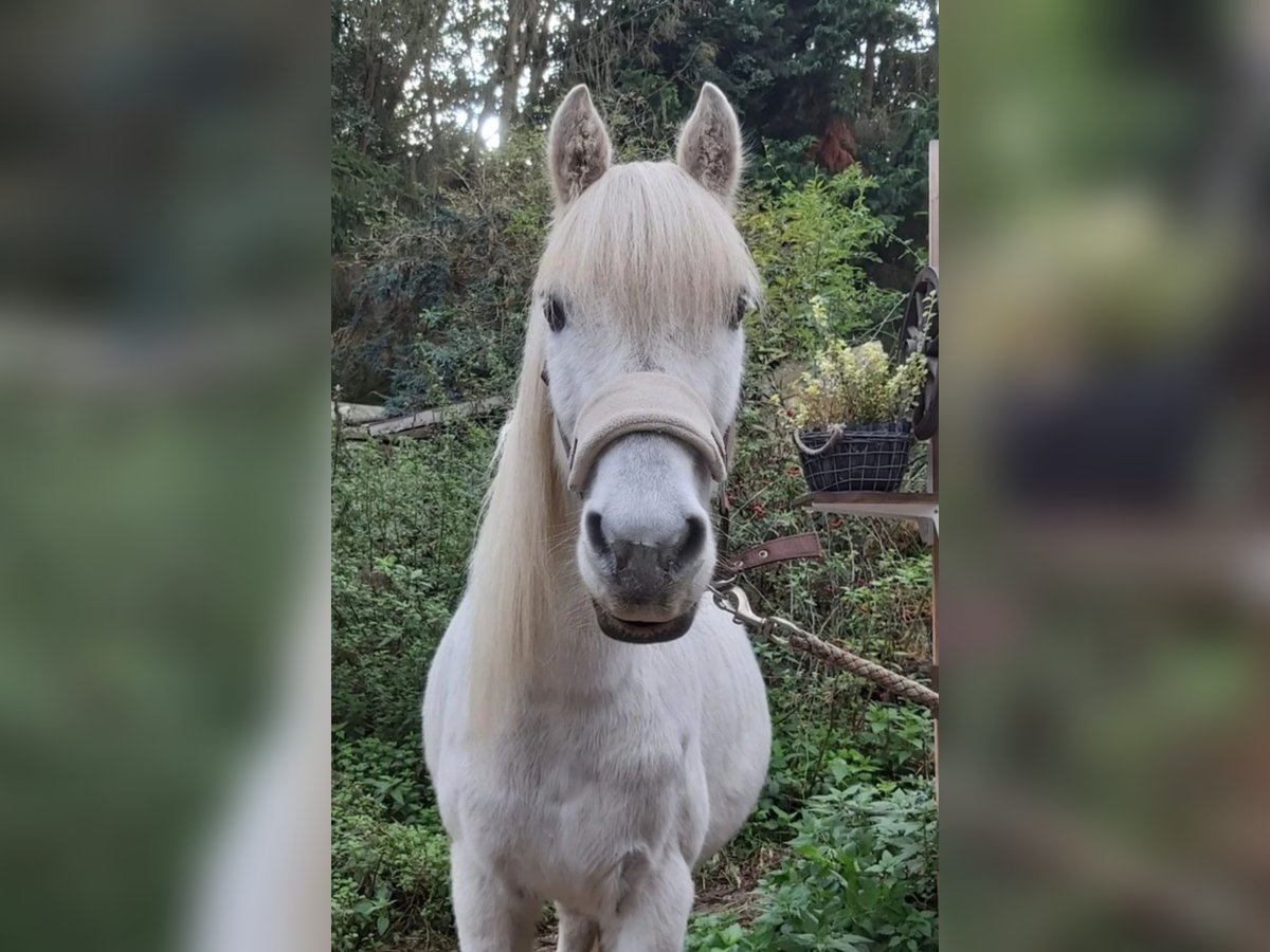 Caballo de equitación alemán pequeño Mestizo Caballo castrado 19 años 130 cm Tordo picazo in Schweppenhausen