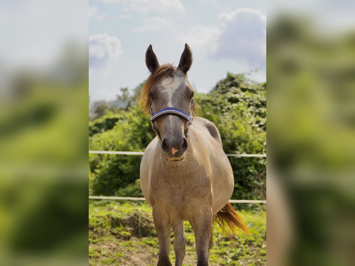 Caballo de equitación alemán pequeño Caballo castrado 1 año 134 cm Musgo in Mülheim an der Ruhr