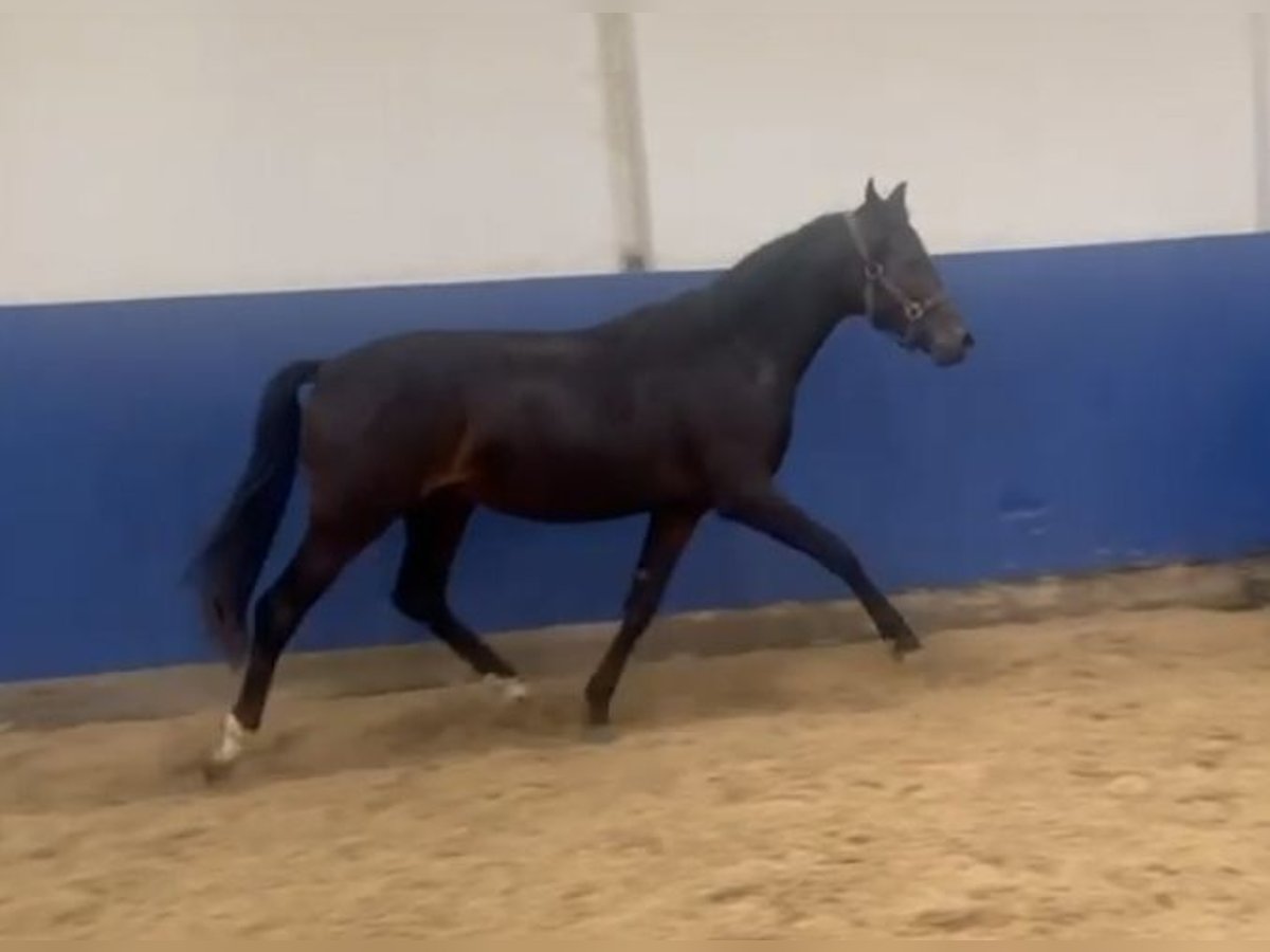 Caballo de equitación alemán pequeño Caballo castrado 1 año 148 cm Morcillo in Billigheim-Ingenheim