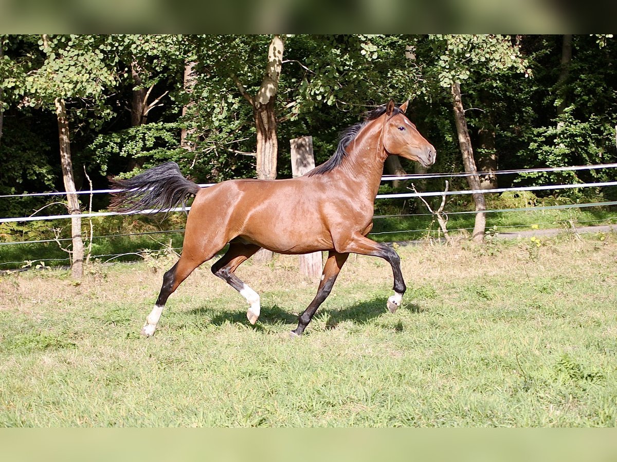 Caballo de equitación alemán pequeño Caballo castrado 2 años 155 cm Castaño in Winsen (Luhe)