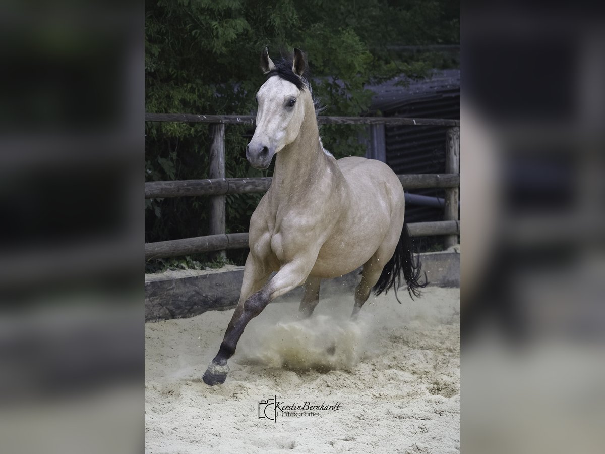 Caballo de equitación alemán pequeño Caballo castrado 2 años 160 cm Buckskin/Bayo in Ratingen