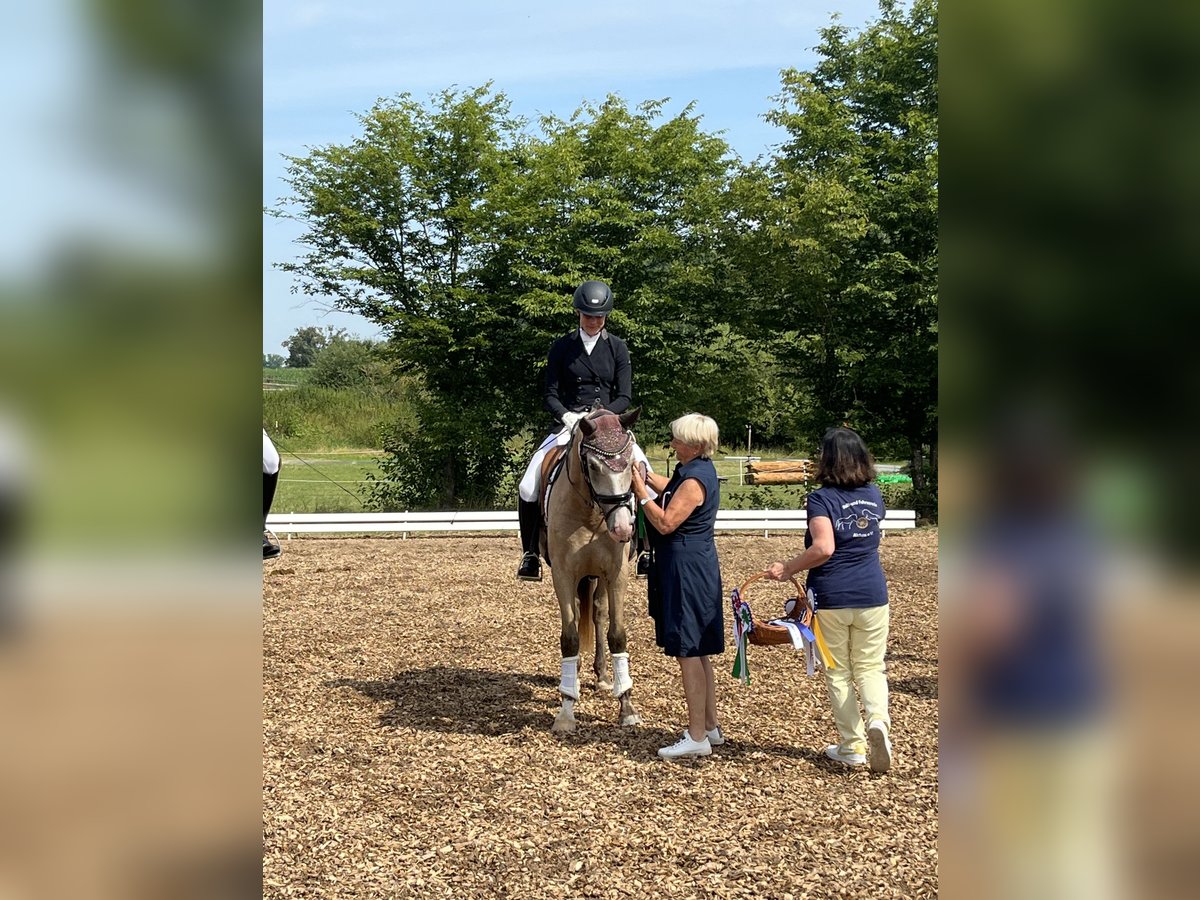 Caballo de equitación alemán pequeño Caballo castrado 4 años 156 cm Bayo in Harsdorf