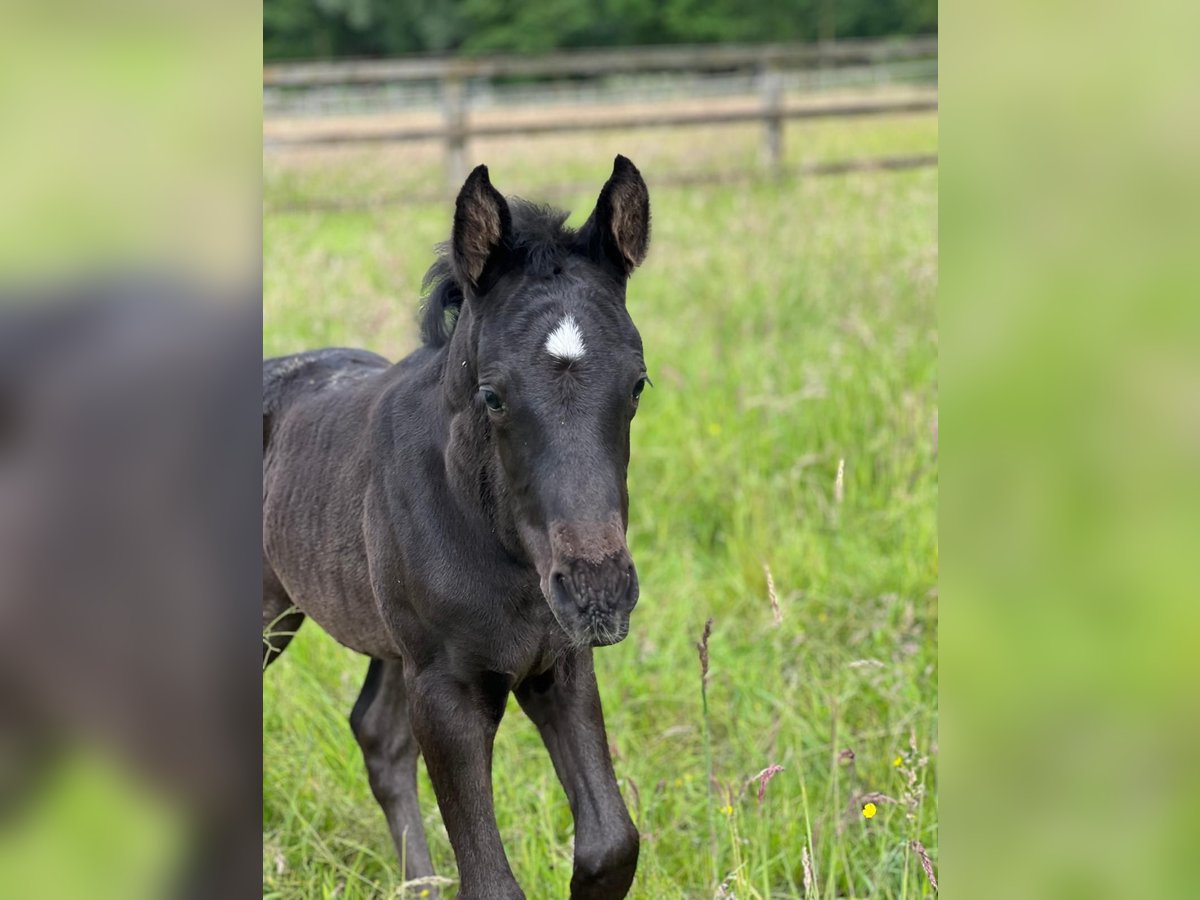 Caballo de equitación alemán pequeño Semental 1 año 152 cm Negro in M&#xFC;lheim an der Ruhr