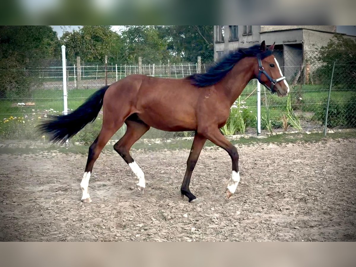Caballo de equitación alemán pequeño Semental 1 año 155 cm in J&#xFC;trichau