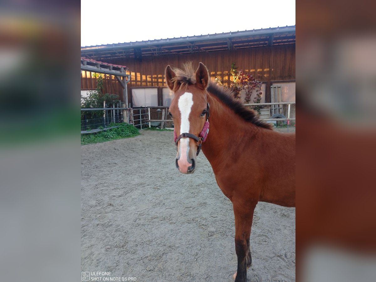 Caballo de equitación alemán pequeño Semental Potro (05/2024) 153 cm Castaño in Hergatz