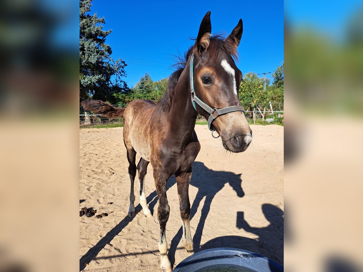 Caballo de equitación alemán pequeño Semental Potro (05/2025) 154 cm in J&#xFC;trichau
