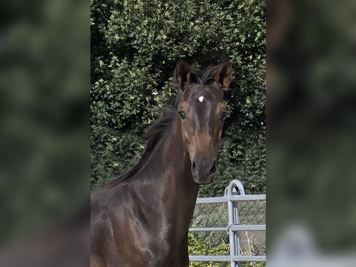 Caballo de equitación alemán pequeño Semental Potro (03/2025) 158 cm Morcillo in Grevenbroich