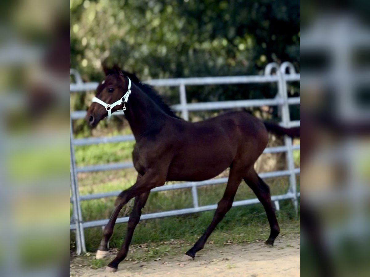 Caballo de equitación alemán pequeño Semental Potro (03/2025) 165 cm Morcillo in Grevenbroich