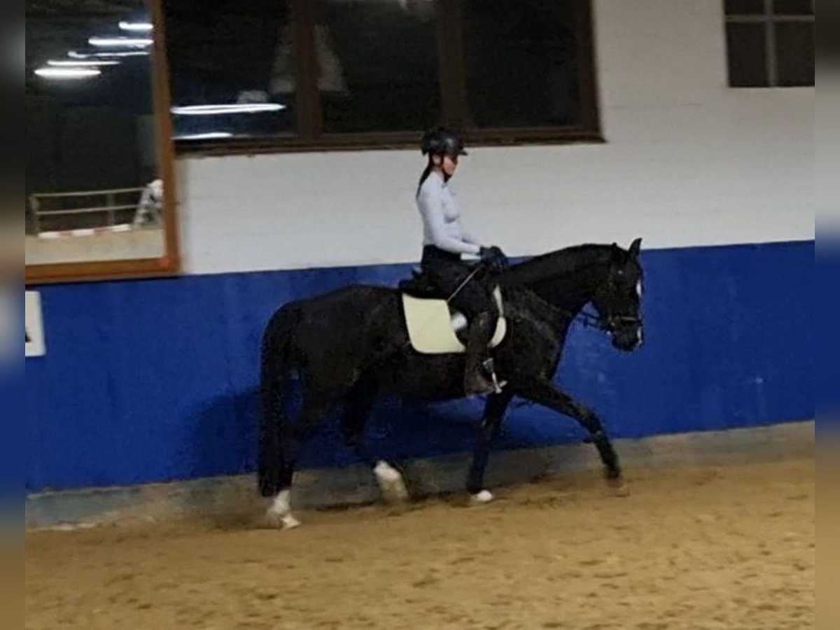 Caballo de equitación alemán pequeño Yegua 5 años 158 cm Negro in Billigheim-Ingenheim