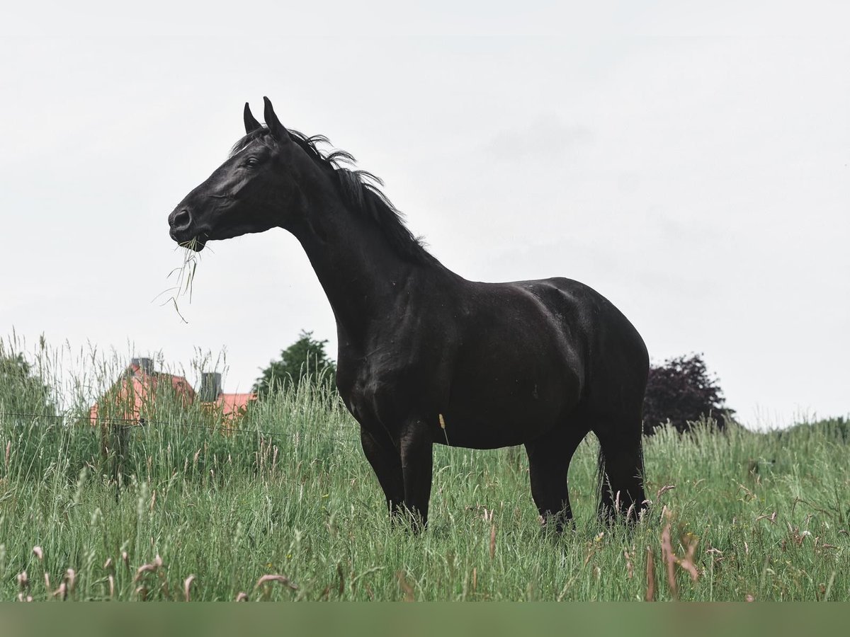 Caballo de equitación alemán pequeño Yegua 5 años 159 cm Negro in Nettelsee