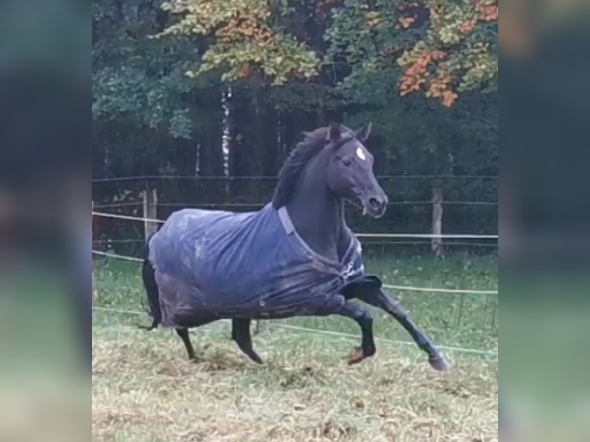 Caballo de equitación alemán pequeño Yegua 6 años 154 cm Negro in Uelsby