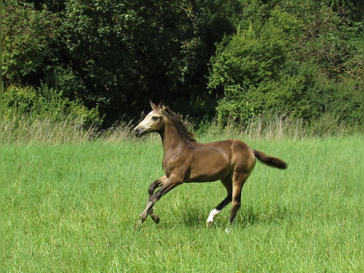 Caballo de equitación alemán pequeño Yegua Potro (05/2024) 158 cm Buckskin/Bayo in Querfurt