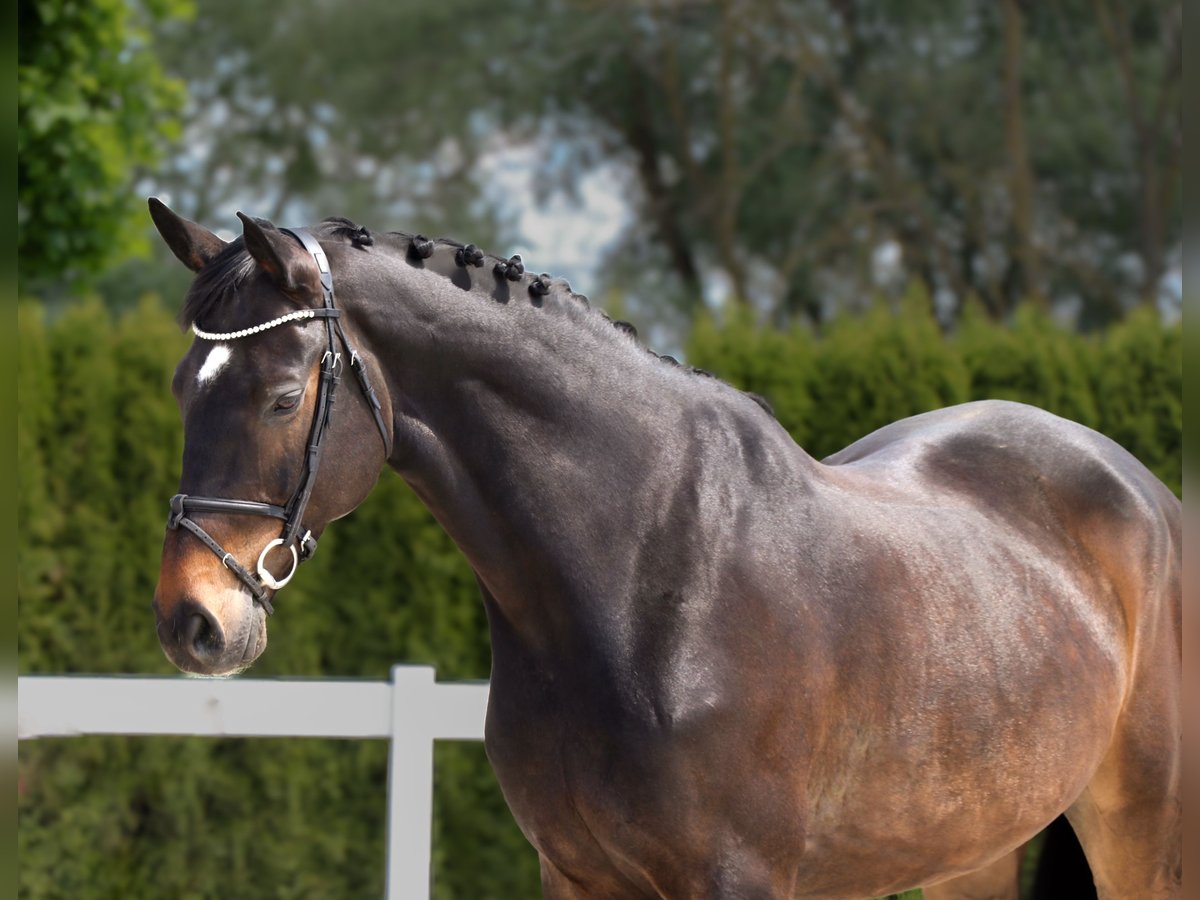 Caballo de Holstein Caballo castrado 10 años 172 cm Castaño oscuro in Schwäbisch Hall