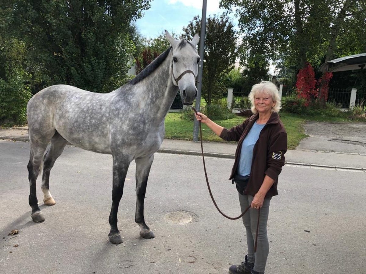 Caballo de Holstein Caballo castrado 10 años 172 cm Tordo in Reichenbach