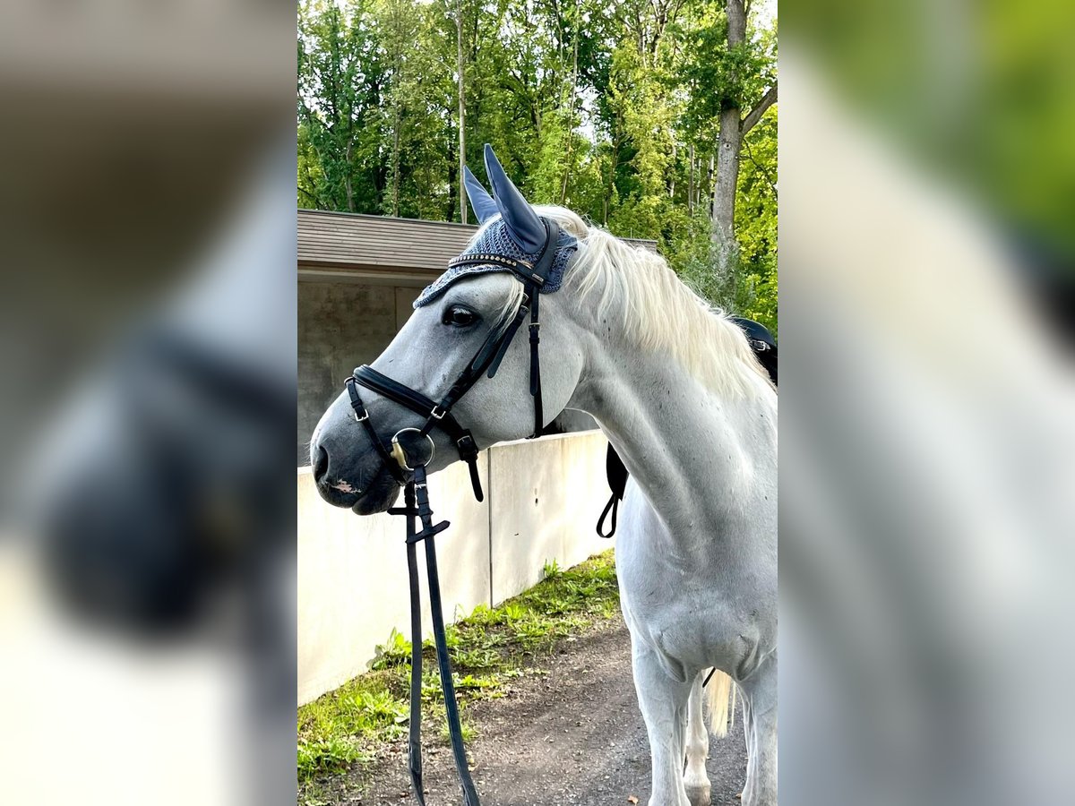 Caballo de Holstein Caballo castrado 11 años 165 cm Tordo in Rödental