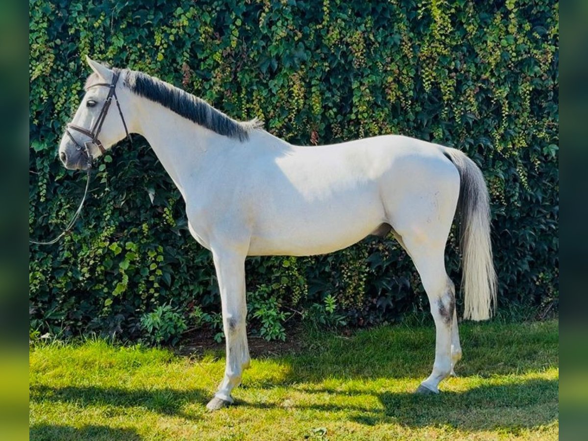 Caballo de Holstein Caballo castrado 11 años 170 cm Tordo in Zeven Caballo de Holstein Caballo castrado 11 años 170 cm Tordo in Zeven